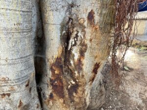 Ficus monumental de la Plaza de España